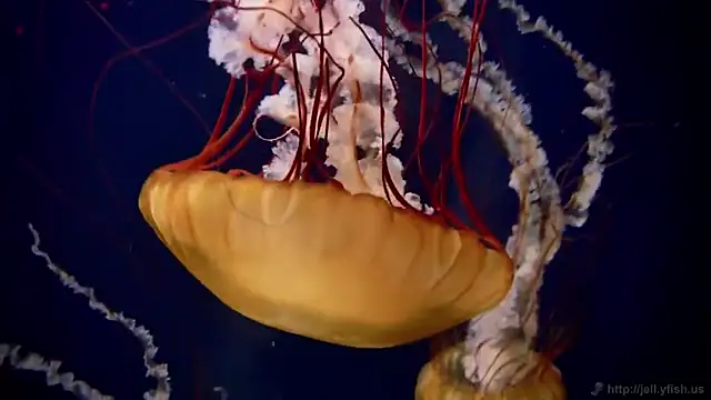 Snapshot of streamy_test11 chatting on 12.15.25 streamy test11 online show from 12.15.25