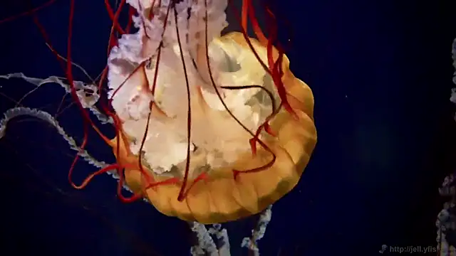 streamy test11 online show from 03.11.26