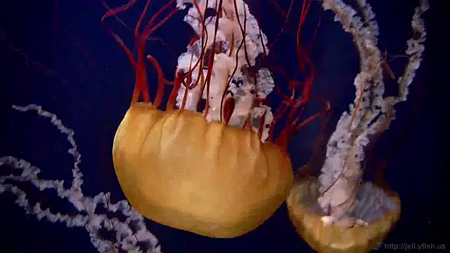 streamy test12 online show from 12.05.24