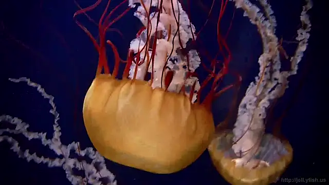 streamy test12 online show from 12.19.24