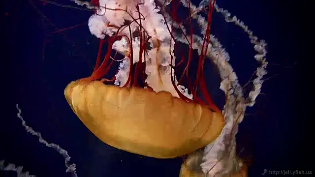 streamy test12 online show from 12.30.24