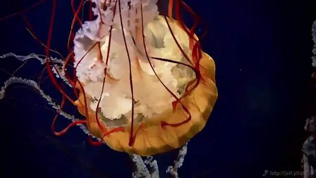 streamy test12 online show from 10.22.25