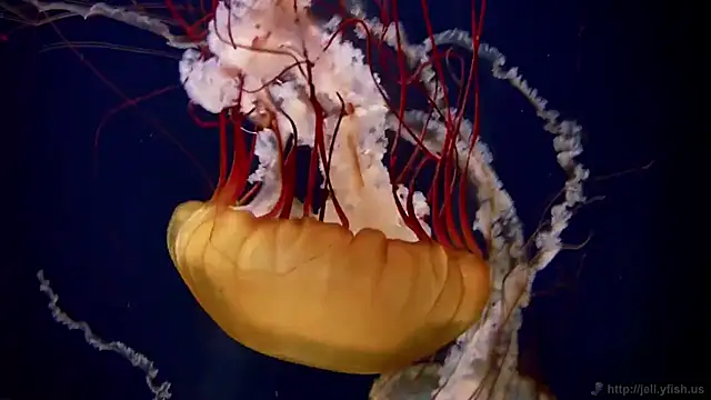 streamy test12 online show from 11.05.25