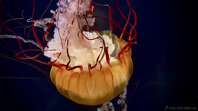 streamy test12 online show from 01.16.26