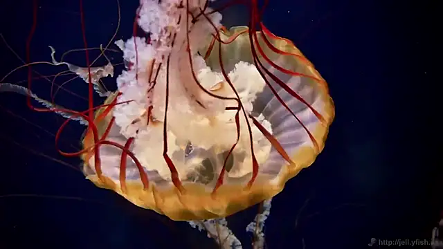 streamy test12 online show from 02.24.26