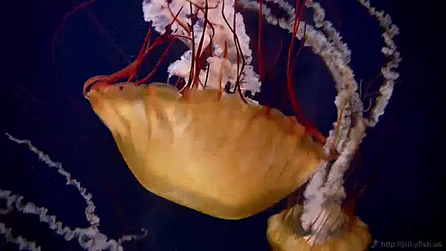 streamy test13 online show from 12.17.24