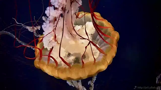 streamy test13 online show from 01.28.25