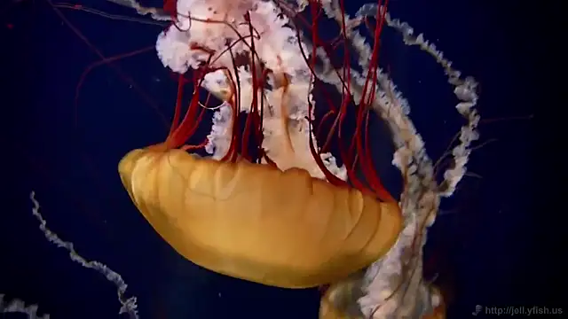 streamy test13 online show from 02.17.25