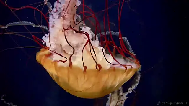 Snapshot of streamy_test15 chatting on 12.13.24 streamy test15 online show from 12.13.24