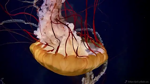 Snapshot of streamy_test15 chatting on 09.22.25 streamy test15 online show from 09.22.25