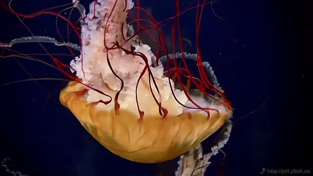 Snapshot of streamy_test15 chatting on 10.31.25 streamy test15 online show from 10.31.25