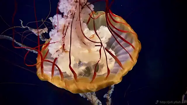 Snapshot of streamy_test15 chatting on 11.06.25 streamy test15 online show from 11.06.25