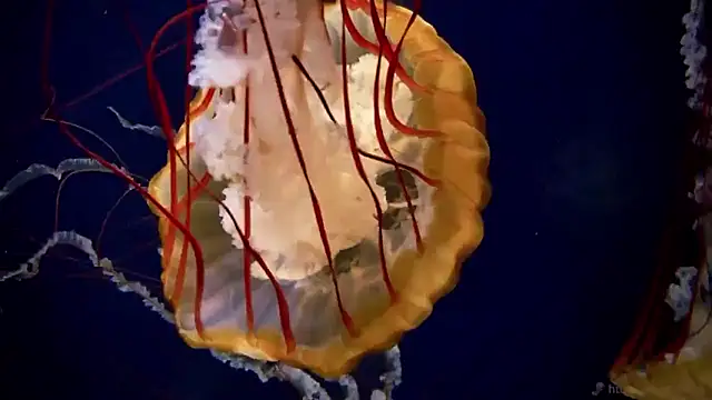 streamy test15 online show from 01.14.26