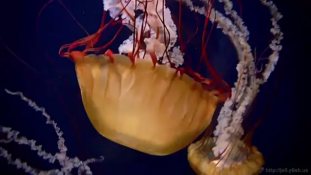 streamy test15 online show from 01.16.26