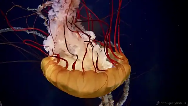 streamy test15 online show from 02.27.26