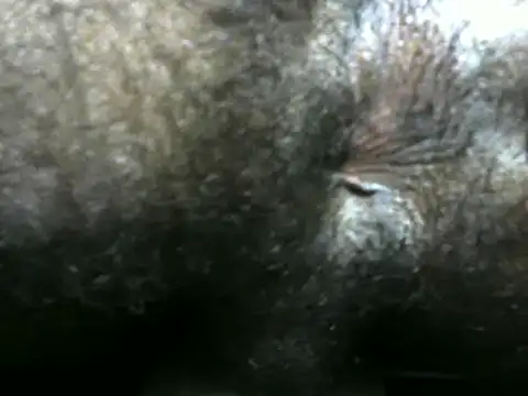 michel sc online show from 12.09.24