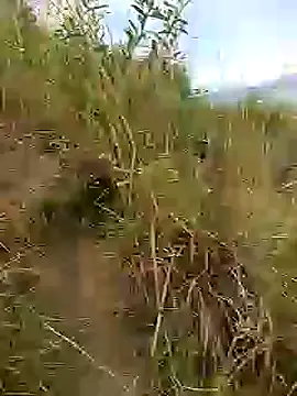 brigitht online show from 01.30.25