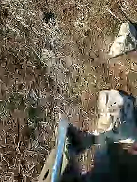 Snapshot of murokkk31 chatting on 01.15.25 murokkk31 online show from 01.15.25