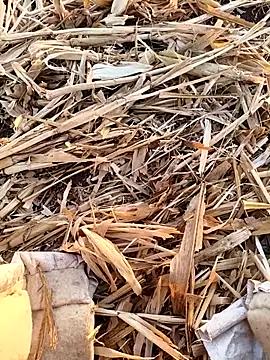 Snapshot of murokkk31 chatting on 09.16.25 murokkk31 online show from 09.16.25