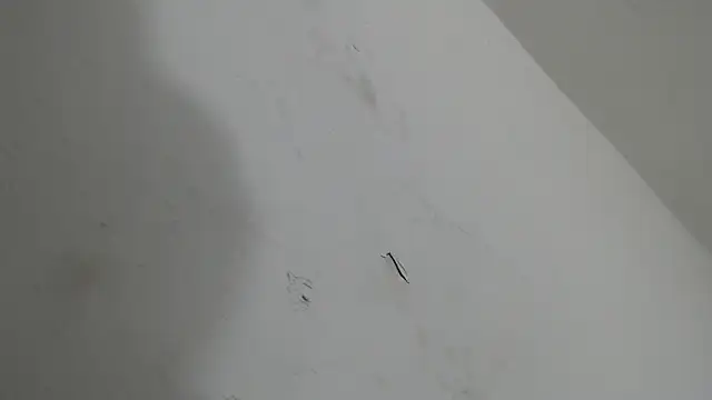 Snapshot of brant_garciabbc chatting on 01.18.26 brant garciabbc online show from 01.18.26