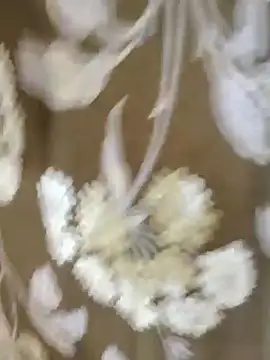 Snapshot of Raat_ki_rani_ chatting on 01.04.25 Raat ki rani  online show from 01.04.25