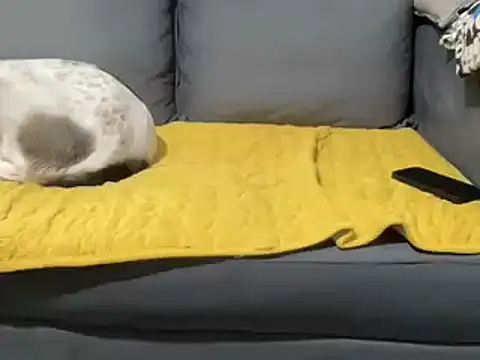 Snapshot of 4small4inchlol chatting on 02.05.25 4small4inchlol online show from 02.05.25