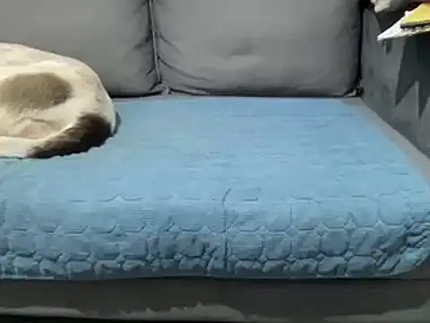 Snapshot of 4small4inchlol chatting on 02.25.25 4small4inchlol online show from 02.25.25