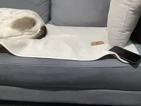 Snapshot of 4small4inchlol chatting on 03.15.25 4small4inchlol online show from 03.15.25