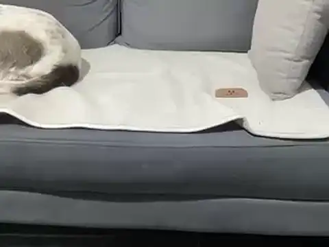 Snapshot of 4small4inchlol chatting on 03.19.25 4small4inchlol online show from 03.19.25