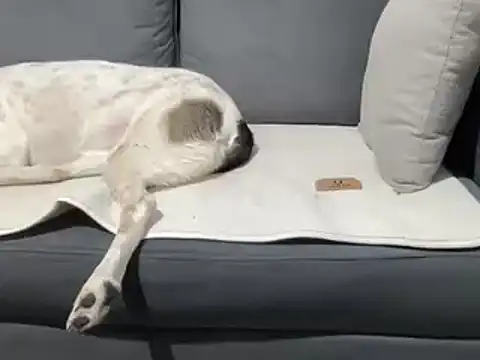 Snapshot of 4small4inchlol chatting on 03.20.25 4small4inchlol online show from 03.20.25