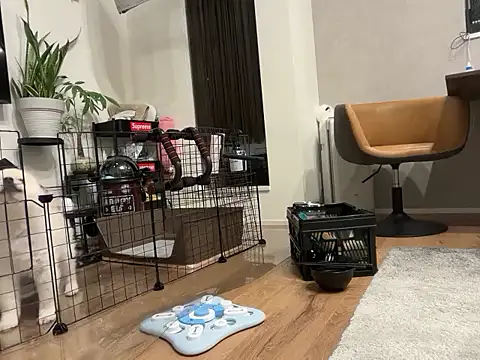 Snapshot of kensnb chatting on 11.04.25 kensnb online show from 11.04.25