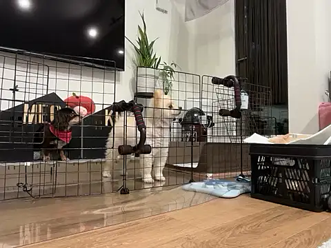 Snapshot of kensnb chatting on 11.28.25 kensnb online show from 11.28.25