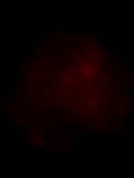 Ozomitro online show from 03.13.25