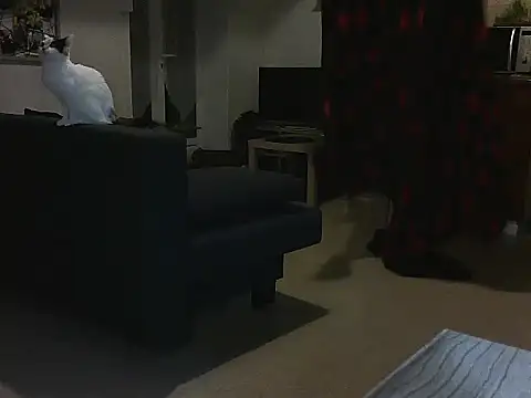 Lauzo21 online show from 03.05.25