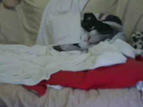 VeneRed online show from 10.17.25