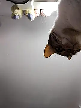 Snapshot of DannaDooll99 chatting on 03.06.25 DannaDooll99 online show from 03.06.25