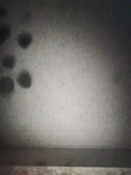 Leocesar37 online show from 09.12.25