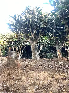 Snapshot of ShroveRising chatting on 01.17.26 ShroveRising online show from 01.17.26