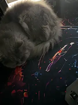 Leo-Cock online show from 03.26.26