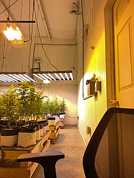 jr91esl online show from 03.02.25