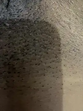 Snapshot of Gordelicia03 chatting on 11.19.25 Gordelicia03 online show from 11.19.25