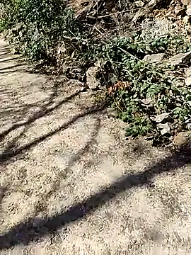 Snapshot of VelvetChocolate7 chatting on 02.24.26 VelvetChocolate7 online show from 02.24.26