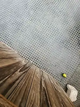 Snapshot of tesaodaweb chatting on 12.15.25 tesaodaweb online show from 12.15.25