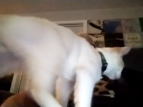 Futura intx online show from 09.12.25