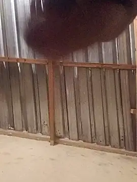 Snapshot of T9nybh3ksta66 chatting on 09.14.25 T9nybh3ksta66 online show from 09.14.25