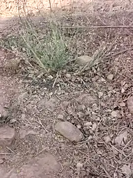 xmanrawan2 online show from 03.16.26