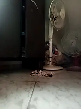 Snapshot of payalchola chatting on 03.14.26 payalchola online show from 03.14.26