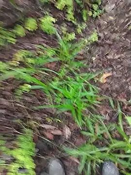 Snapshot of paugrosso553 chatting on 03.19.26 paugrosso553 online show from 03.19.26