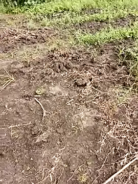 himvilohi08 online show from 10.01.25