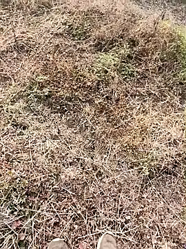 himvilohi08 online show from 01.09.26